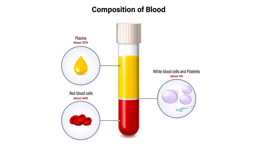 A composition of blood include Plasma, Red blood cells, White blood cells and Platelets
