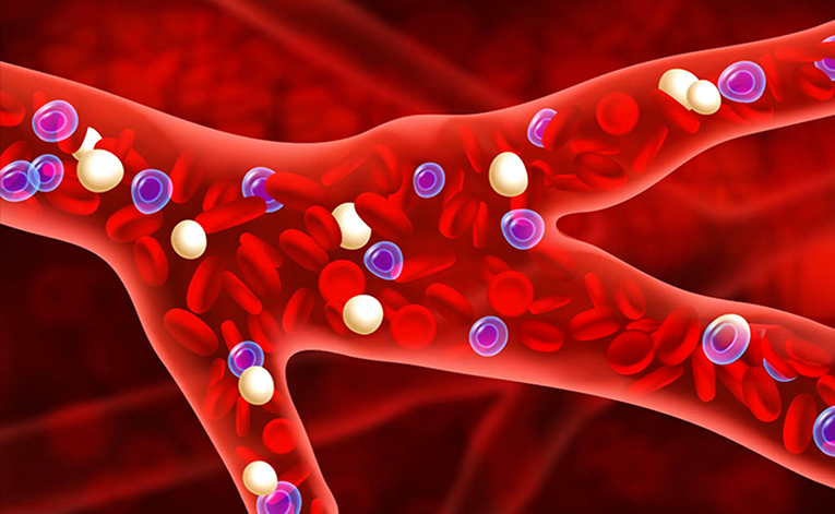 An image of blood vessels with plasma and other blood cells